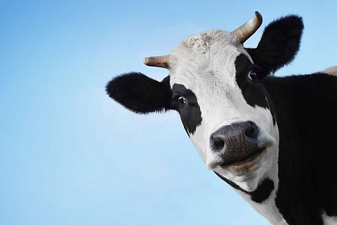 Звезды шоу-бизнеса спасут 13 коров сельхозпредприятия Ленинского района