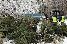 В Видном и Ленинском городком округе откроются пункты приема живых новогодних елок